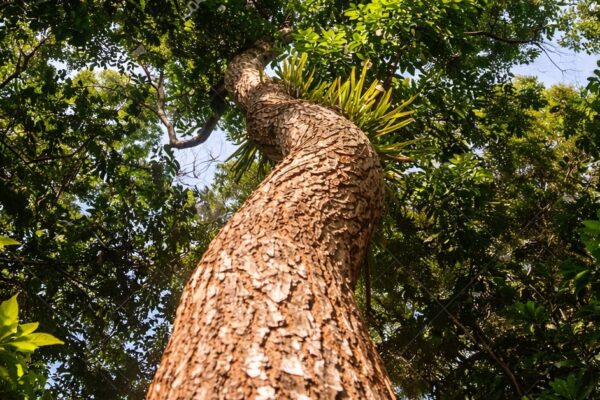 3 mahogany tree - Copy